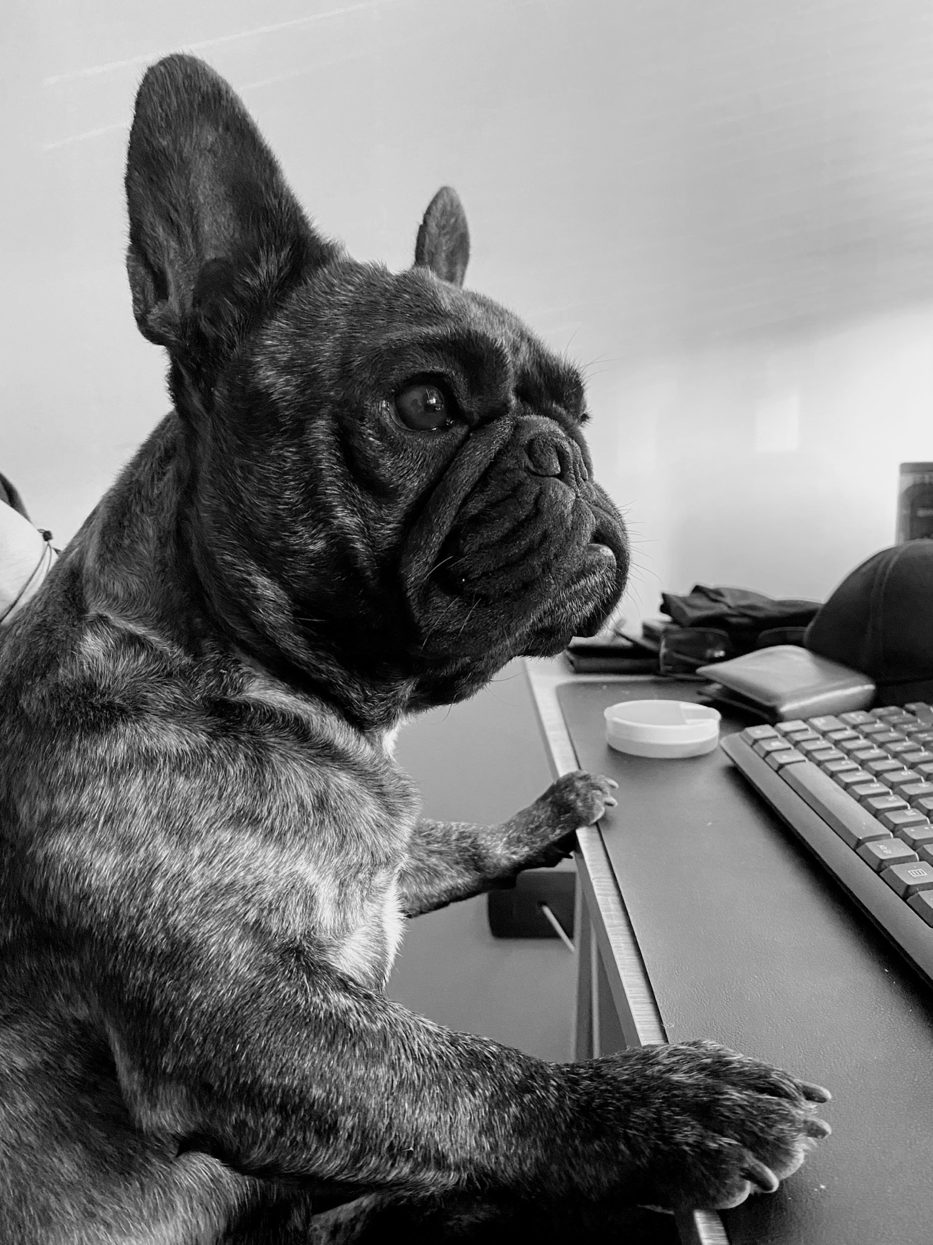 Blue frente al teclado en el espacio de trabajo